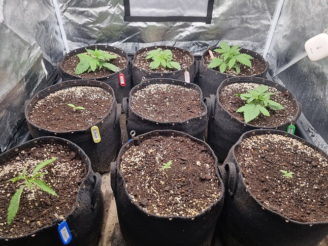 Neun Sämlinge in schwarzen Stofftöpfen, die in einer Growbox stehen.