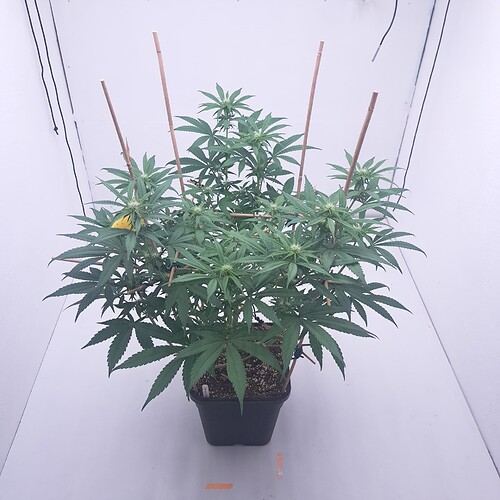 Growreport Bild 1