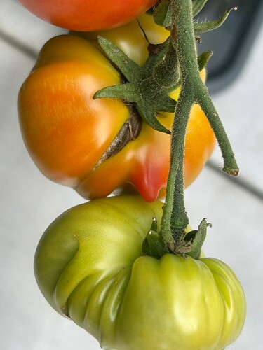 Growreport Bild 1