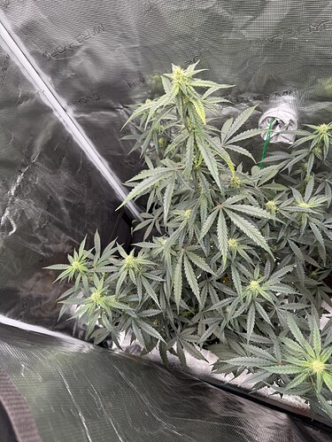 Growreport Bild 20