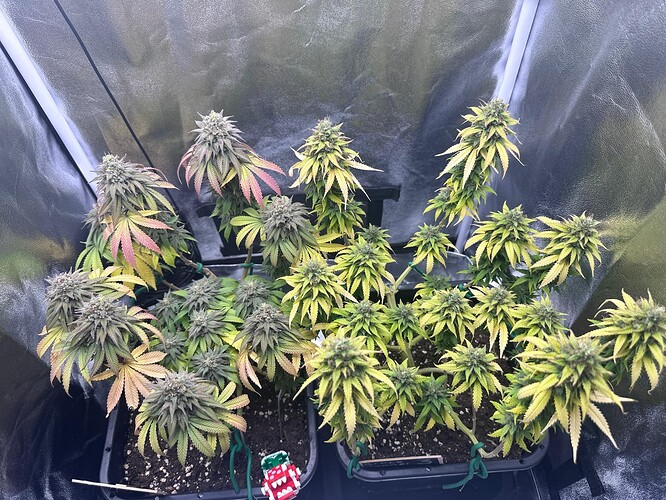 Growreport Bild 9