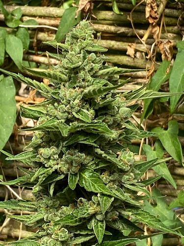 26.08.2026, OG Kush Headbud