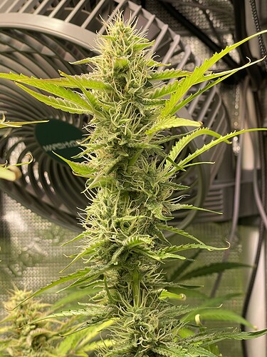 Growreport Bild 6