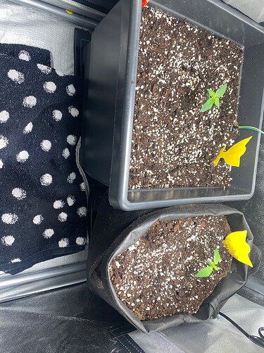 Growreport Bild 20
