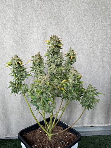 Growreport Bild 1