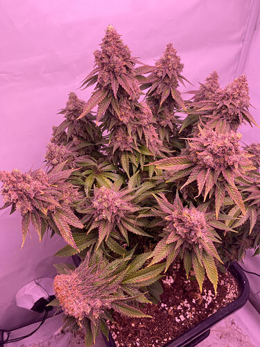 Growreport Bild 9