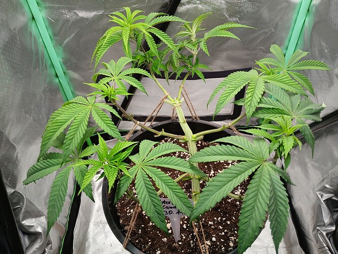 Growreport Bild 12