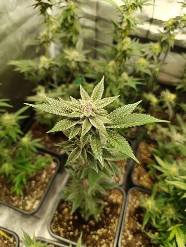 Growreport Bild 3