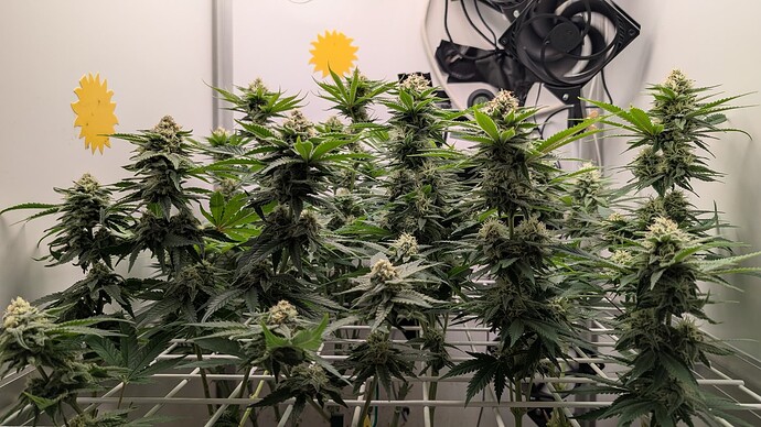 Growreport Bild 36