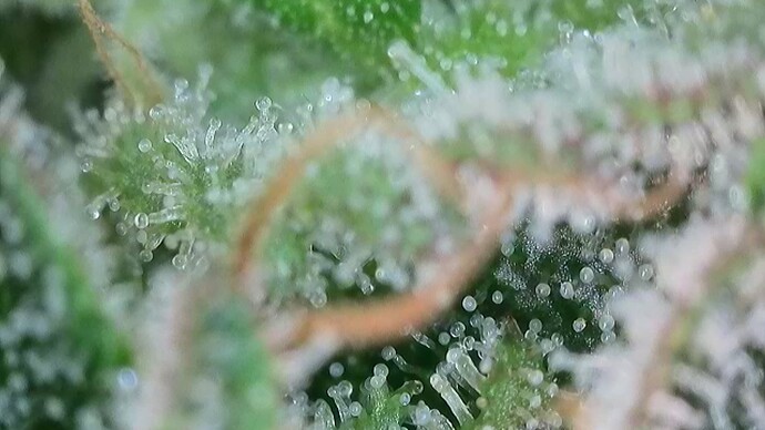 Growreport Bild 37