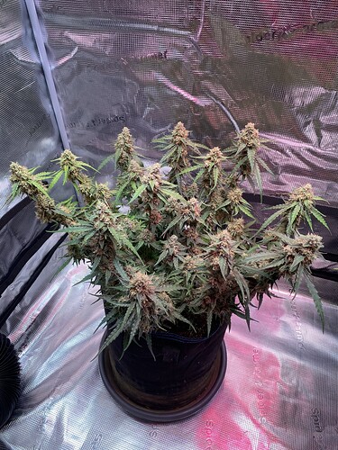 Growreport Bild 13