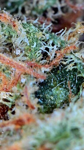 Growreport Bild 45