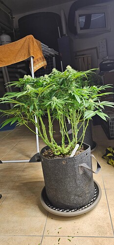 Growreport Bild 5