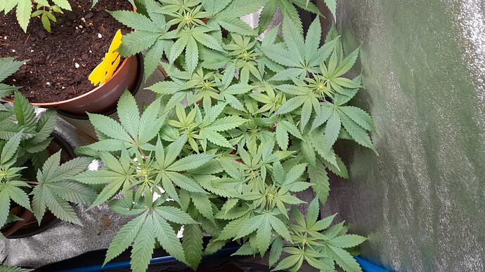 Growreport Bild 11