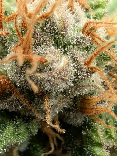 Growreport Bild 14