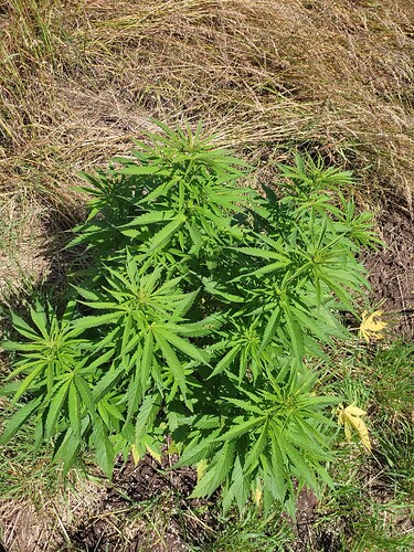Growreport Bild 21