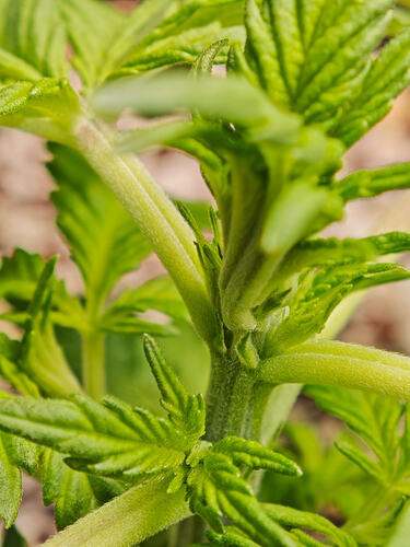 Growreport Bild 11