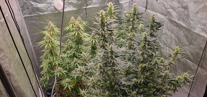 Growreport Bild 3