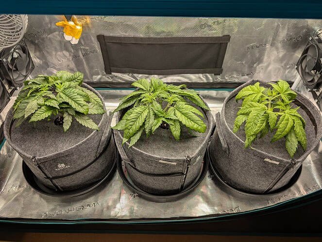 Growreport Bild 1