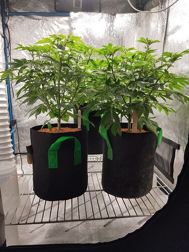 Growreport Bild 2