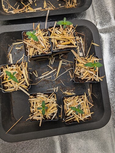 PXL_20240702_172343703