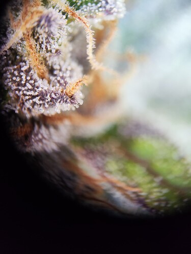 Growreport Bild 13