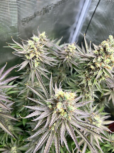 Nahaufnahme einer blühenden Cannabis-Pflanze mit violetten Blättern und harzigen Buds in einem Growzelt.