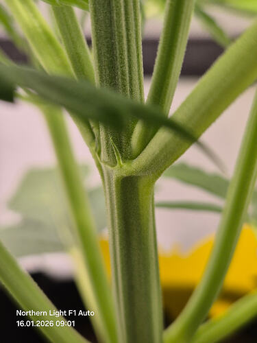 Nahaufnahme eines Cannabis-Stängels mit Blattansätzen, die eine Vorblüte zeigen.