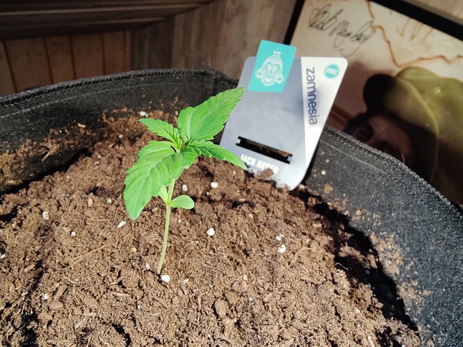 Growreport Bild 4