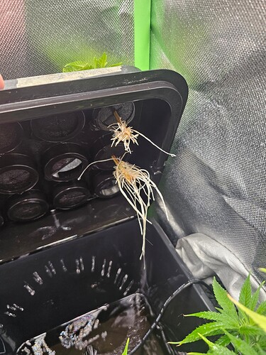 Growreport Bild 32