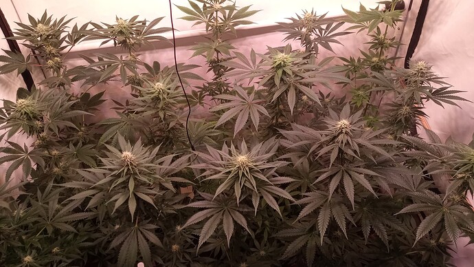 Growreport Bild 59