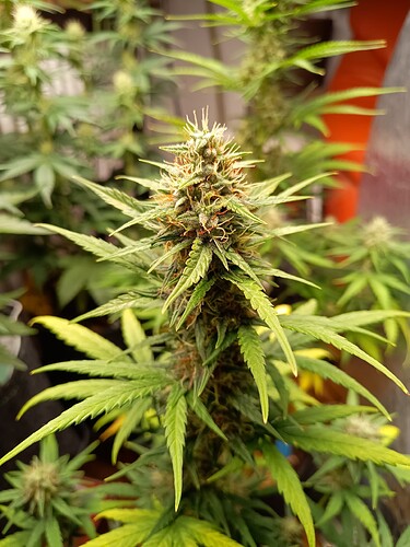 IMG_20240618_083438693