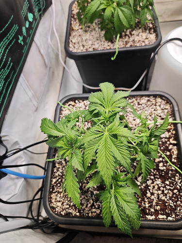 Growreport Bild 6