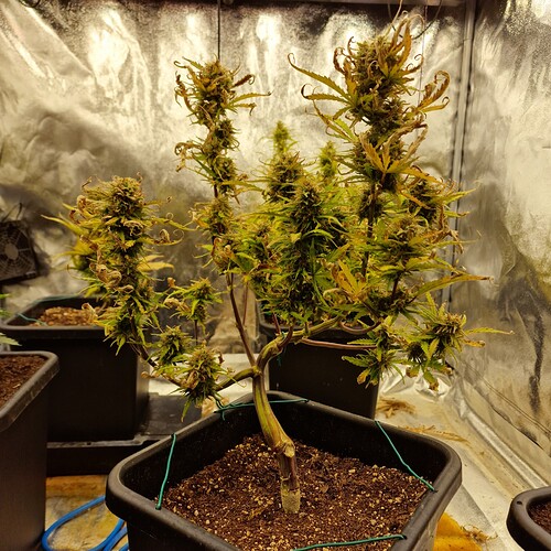 Growreport Bild 7
