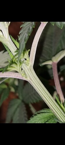 Screenshot_20240827_195746_Gallery