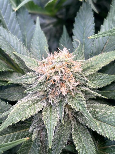 Growreport Bild 11