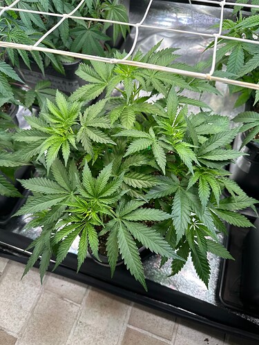 Growreport Bild 57