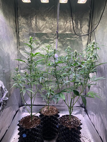 Growreport Bild 3