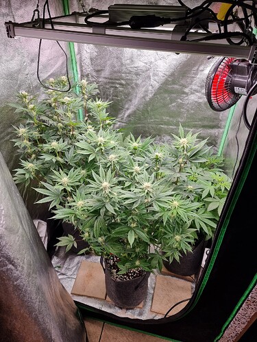 Growreport Bild 7