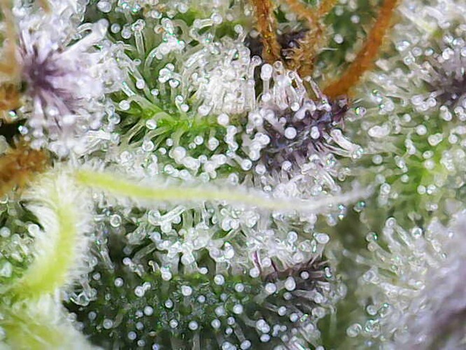 Growreport Bild 3