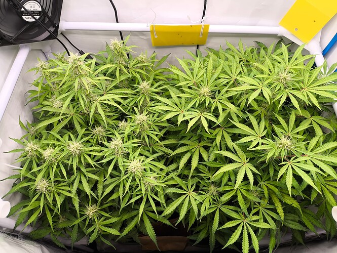 Growreport Bild 6