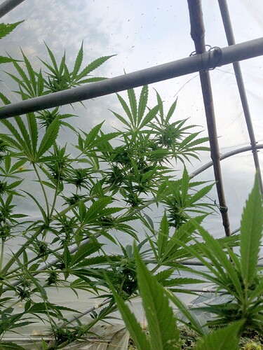 Growreport Bild 6