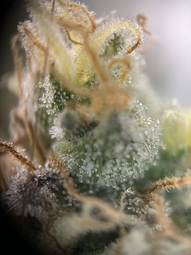 Growreport Bild 29