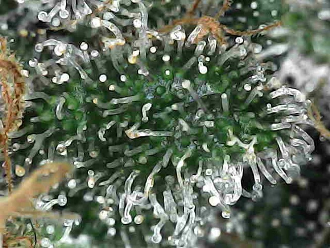 Growreport Bild 30