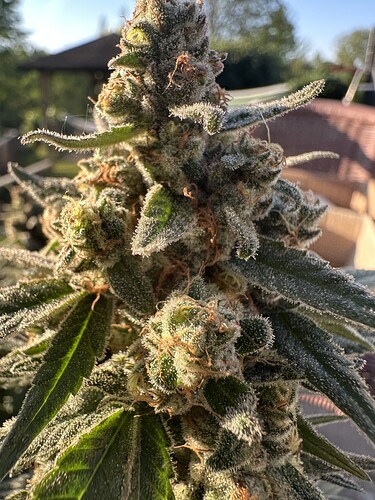 Growreport Bild 38