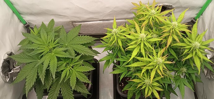 Growreport Bild 5