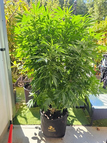 Growreport Bild 1
