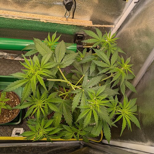 Growreport Bild 25