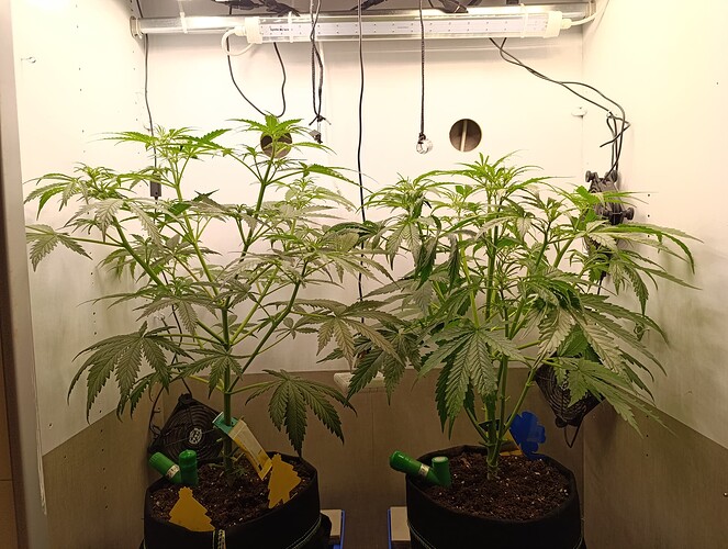 Growreport Bild 31