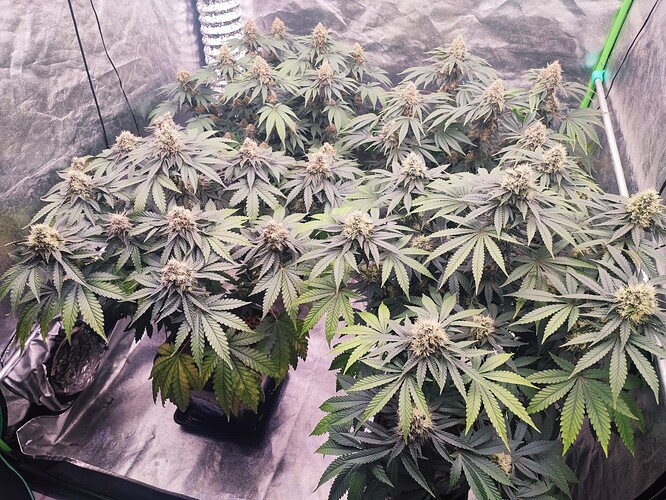 Growreport Bild 25